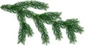 Large Fir Tree branch Christmas Tree is isolated on a white and transparent background add PNG file. Royalty Free Stock Photo